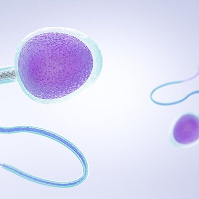 Spermatozoen (SPERM)