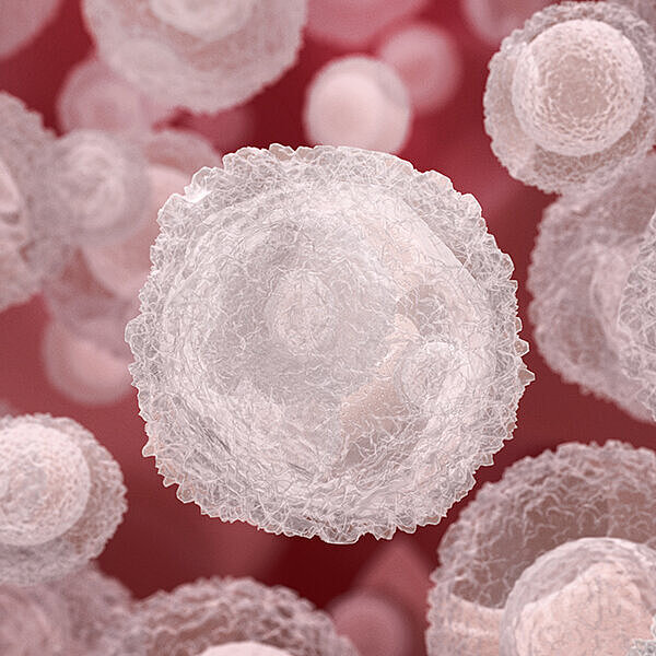 XN Stem cells