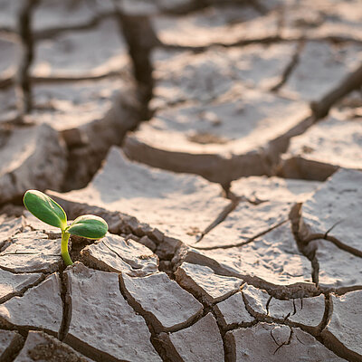 Was der Klimawandel mit unseren Nieren macht