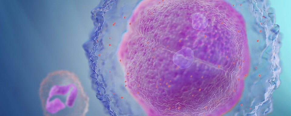 Unreife Granulozyten Immature Granulocytes Ig